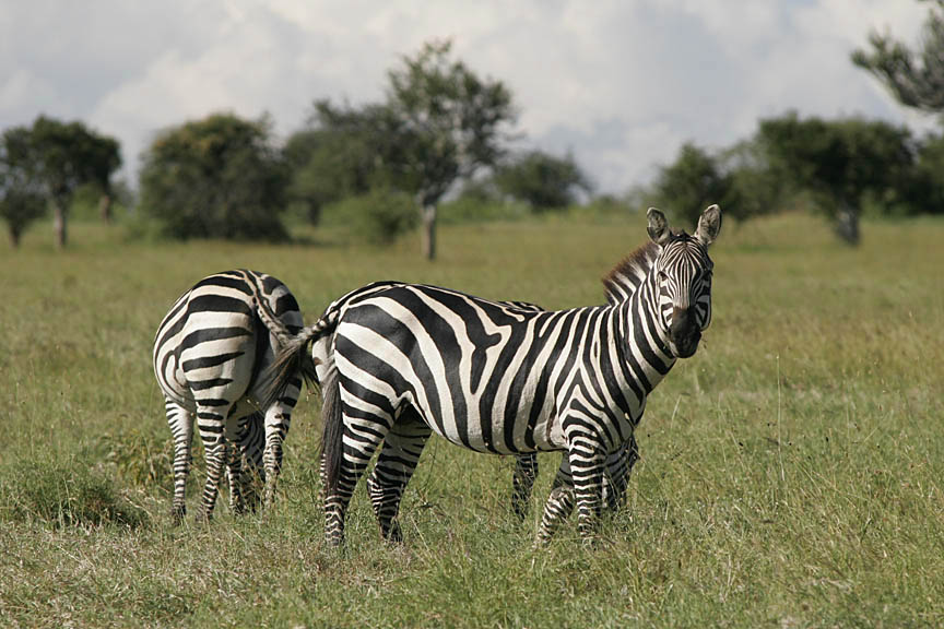 Acacia trees on the savanna