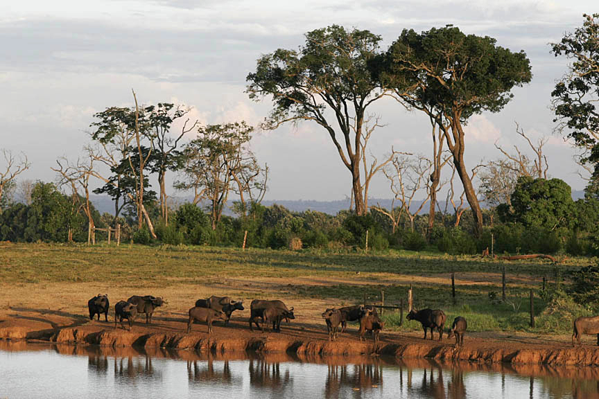 Cape buffalo at a watering hole in the Maasai Mara
