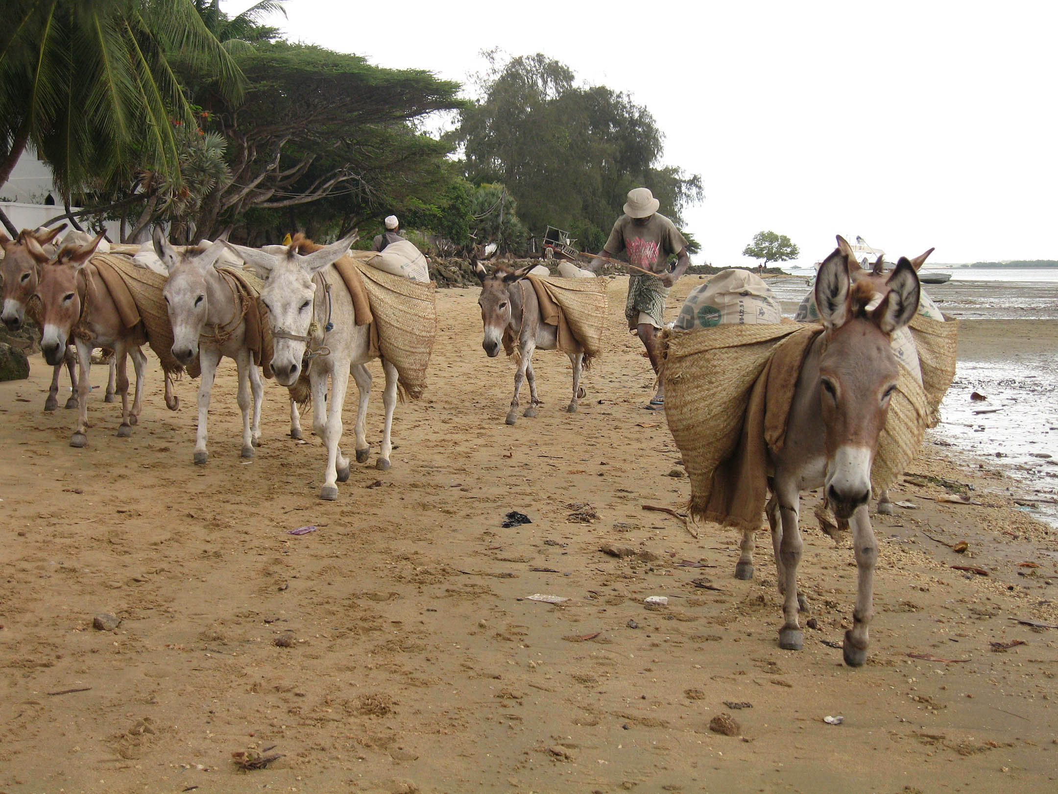 Coastal scene in Kenya