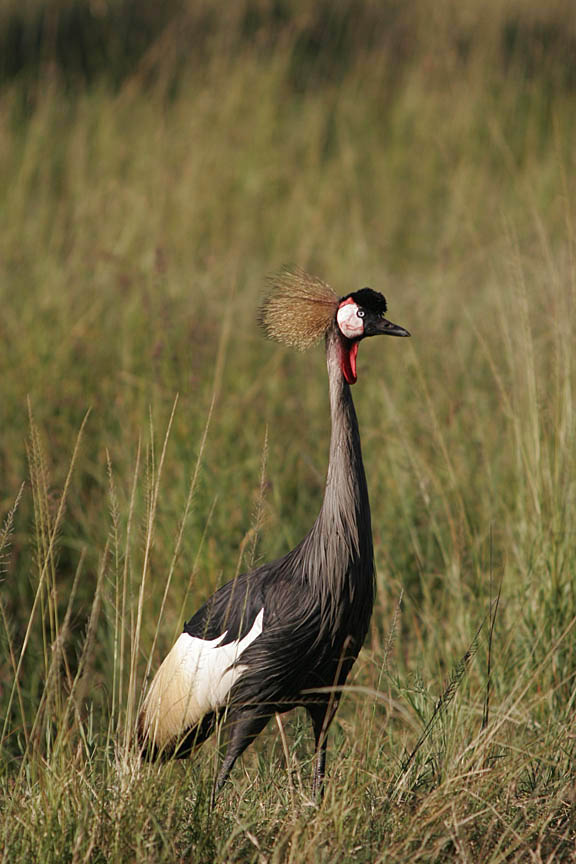 Grey crowned crane standing in tall grass