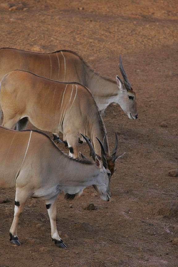 Eland antelope on the savanna