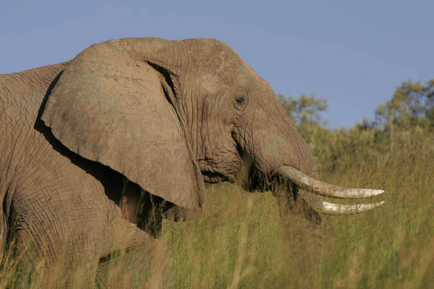 African elephant in the bush