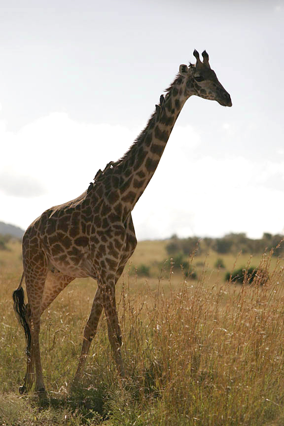 Giraffe on the East African savanna
