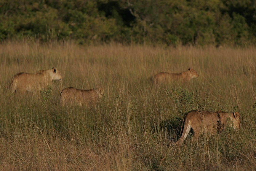 Lion pride walking through the savanna