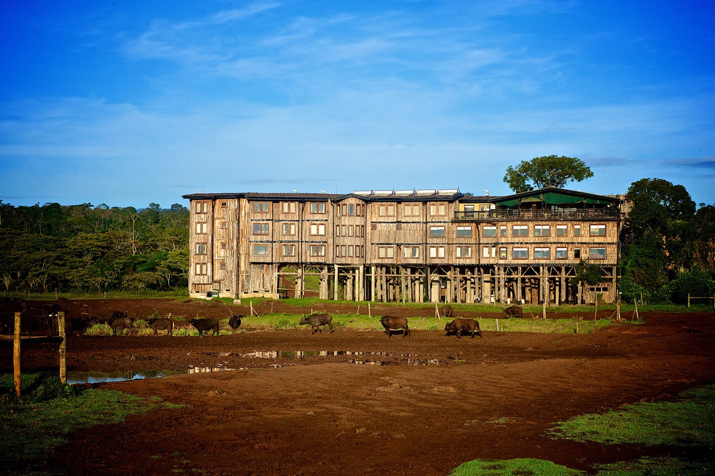 Treetops Lodge in the Aberdare region