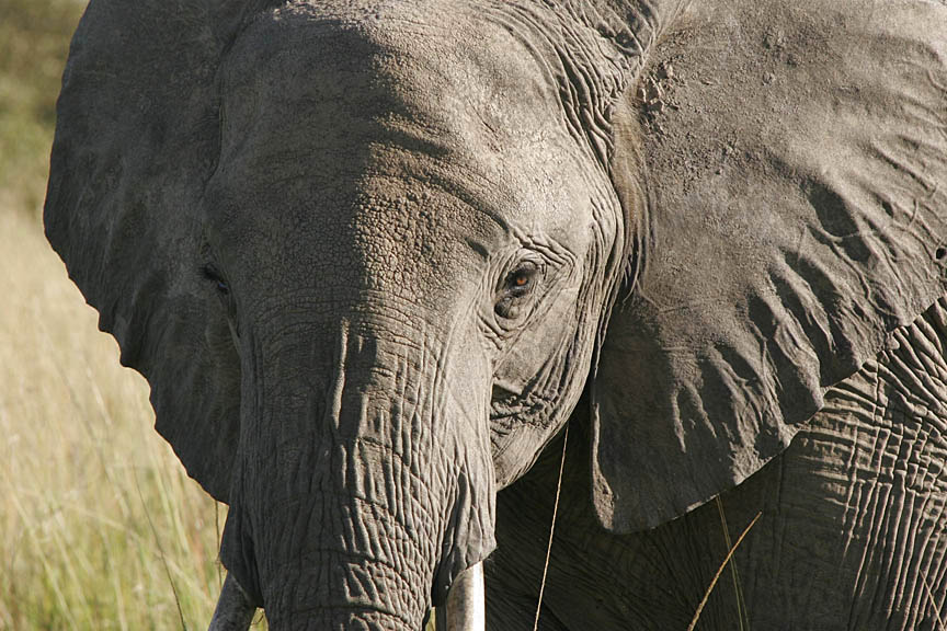 Elephant on the Kenyan savanna